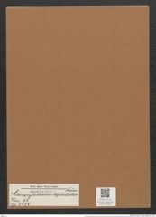 Campylodiscus diplostictus Norm. (de-Toni-Nr.: Genus 57, Species 2457) Zeichnungen Sammlung Grunow Mappe 02631 (Herbarium_W_Grunow_drawings_Folder_02631)